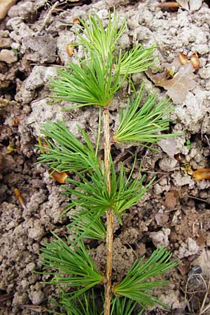 Larix x eurolepis \ Hybrid-Lrche / Hybrid Larch, Dunkeld Larch, D Mannheim 8.4.2014