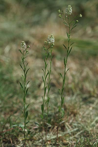 Lepidium virginicum \ Virginische Kresse, D Weinheim an der Bergstraße 12.5.2006