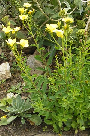 Linum flavum \ Gelber Lein / Yellow Flax, D Botan. Gar.  Universit.  Tübingen 3.7.2011