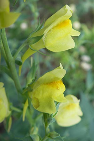 Linaria dalmatica / Dalmatian Toadflax, D Seeheim an der Bergstraße 10.6.2010