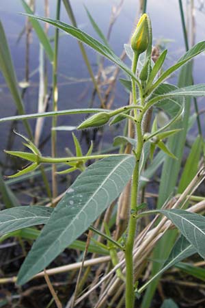 Ludwigia hexapetala \ Grobltiges Heusenkraut, D Pfalz, Jockgrim 8.9.2012