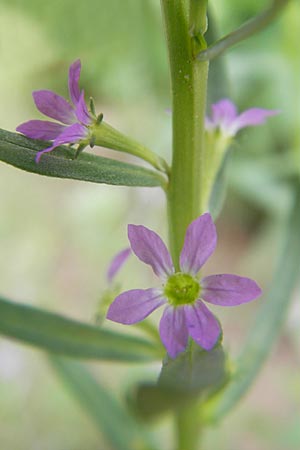 Lythrum hyssopifolia \ Ysopblttriger Weiderich / Hyssop Loosestrife, D Botan. Gar.  Universit.  Mainz 11.7.2009