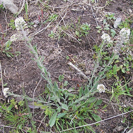 Lepidium heterophyllum \ Verschiedenblttrige Kresse, D Frankfurt Airport 13.5.2010