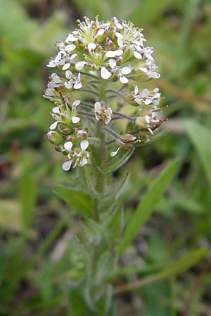 Lepidium heterophyllum / Purpleanther Field Pepperweed, Smith's Pepperwort, D Frankfurt Airport 13.5.2010