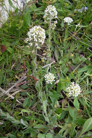 Lepidium heterophyllum \ Verschiedenblttrige Kresse / Purpleanther Field Pepperweed, Smith's Pepperwort, D Frankfurt Airport 13.5.2010