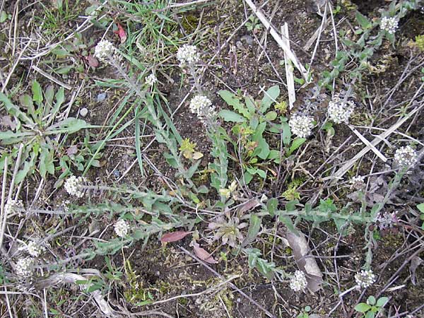 Lepidium heterophyllum / Purpleanther Field Pepperweed, Smith's Pepperwort, D Frankfurt Airport 13.5.2010