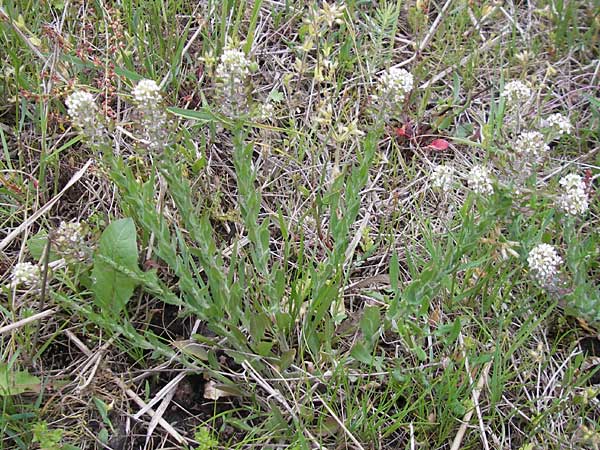 Lepidium heterophyllum \ Verschiedenblttrige Kresse, D Frankfurt Airport 13.5.2010