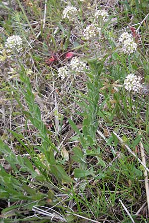 Lepidium heterophyllum \ Verschiedenblttrige Kresse / Purpleanther Field Pepperweed, Smith's Pepperwort, D Frankfurt Airport 13.5.2010