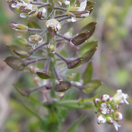 Lepidium heterophyllum \ Verschiedenblttrige Kresse / Purpleanther Field Pepperweed, Smith's Pepperwort, D Frankfurt Airport 13.5.2010