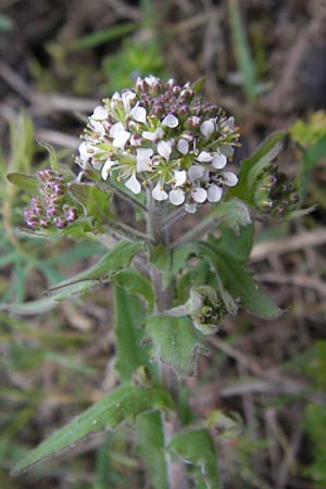 Lepidium heterophyllum / Purpleanther Field Pepperweed, Smith's Pepperwort, D Frankfurt Airport 13.5.2010