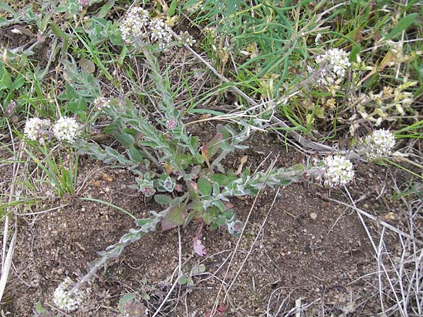 Lepidium heterophyllum / Purpleanther Field Pepperweed, Smith's Pepperwort, D Frankfurt Airport 13.5.2010