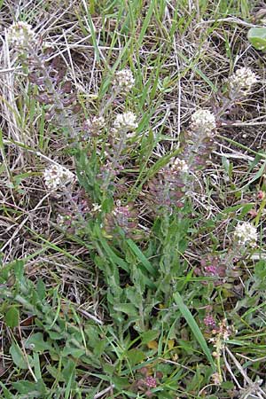 Lepidium heterophyllum \ Verschiedenblttrige Kresse / Purpleanther Field Pepperweed, Smith's Pepperwort, D Frankfurt Airport 13.5.2010