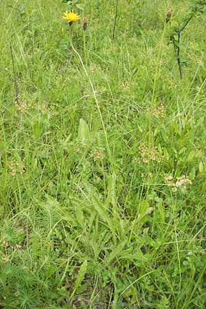 Leontodon hispidus \ Rauer Lwenzahn, Steifhaariges Milchkraut / Rough Hawkbit, D Keltern 9.6.2010