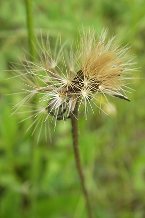 Leontodon hispidus \ Rauer Lwenzahn, Steifhaariges Milchkraut, D Keltern 9.6.2010