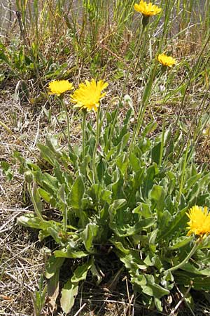 Leontodon hispidus \ Rauer Lwenzahn, Steifhaariges Milchkraut / Rough Hawkbit, D Türkismühle 21.5.2011