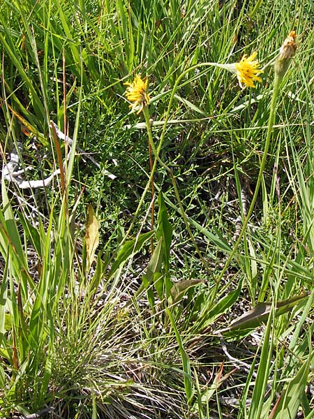 Scorzoneroides helvetica \ Schweizer Schuppenlwenzahn / Swiss Hawkbit, D Schwarzwald/Black-Forest, Hornisgrinde 30.7.2013