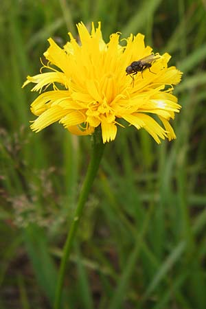 Scorzoneroides helvetica \ Schweizer Schuppenlwenzahn / Swiss Hawkbit, D Schwarzwald/Black-Forest, Hornisgrinde 31.7.2013