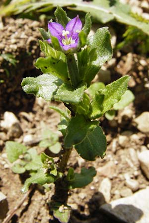 Legousia hybrida \ Kleiner Frauenspiegel / Venus' Looking-Glass, D Friedewald 31.5.2014