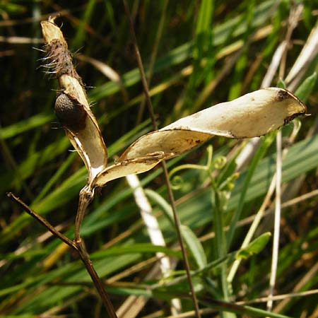 Lathyrus hirsutus \ Behaartfrchtige Platterbse / Hairy Vetchling, D Mainz 26.7.2014