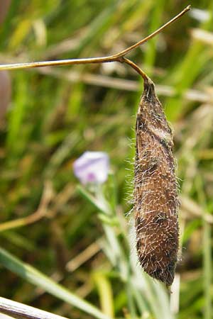 Lathyrus hirsutus / Hairy Vetchling, D Mainz 26.7.2014