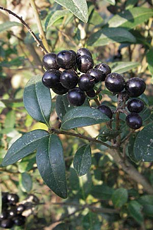 Ligustrum vulgare \ Gewhnlicher Liguster / Wild Privet, D Mannheim 16.10.2006