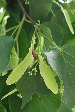 Tilia cordata \ Winter-Linde / Small-Leaved Lime, D Mannheim 29.4.2007