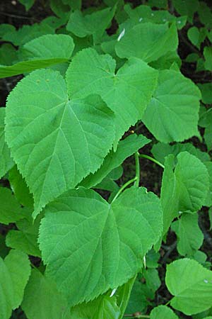 Tilia cordata / Small-Leaved Lime, D Donnersberg 6.5.2007