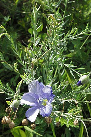 Linum austriacum \ sterreicher Lein, D Apfelberg 16.6.2007