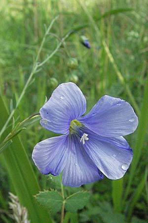 Linum austriacum \ sterreicher Lein, D Apfelberg 16.6.2007