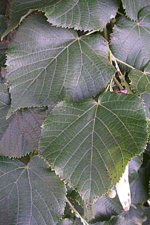 Tilia x europaea \ Hollndische Linde / Commn Lime, D Oftersheim 10.7.2008