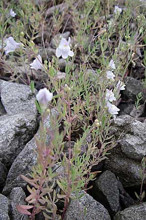 Linaria repens \ Gestreiftes Leinkraut, D Freiburg 12.7.2008