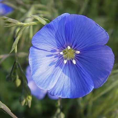 Linum austriacum \ sterreicher Lein / Austrian Flax, D Mannheim 2.5.2009