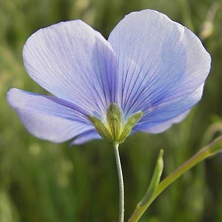 Linum austriacum \ sterreicher Lein / Austrian Flax, D Mannheim 2.5.2009