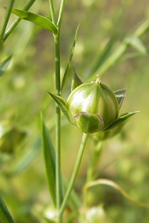 Linum usitatissimum / Flax, D Botan. Gar.  Universit.  Mainz 11.7.2009