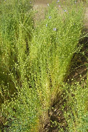 Linum usitatissimum \ Echter Lein, D Botan. Gar.  Universit.  Mainz 11.7.2009