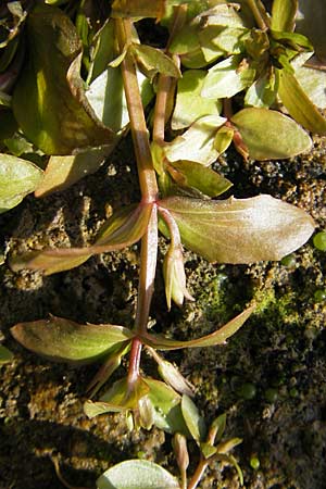 Lindernia dubia \ Amerikanisches Bchsenkraut, Groes Bchsenkraut / Yellowseed False Pimpernel, D Groß-Gerau 21.10.2009