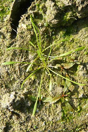 Limosella aquatica / Water Mudwort, D Karlsruhe 26.9.2009