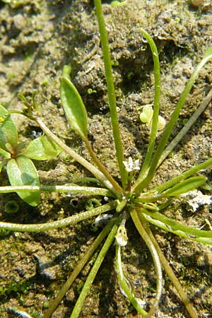 Limosella aquatica / Water Mudwort, D Karlsruhe 26.9.2009