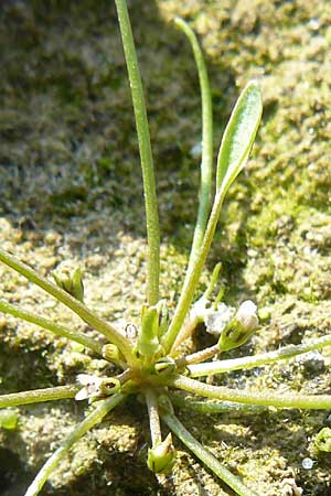 Limosella aquatica \ Schlammling, Wasser-Schlammkraut / Water Mudwort, D Karlsruhe 26.9.2009