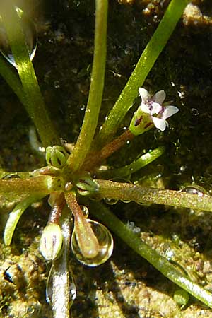 Limosella aquatica \ Schlammling, Wasser-Schlammkraut / Water Mudwort, D Karlsruhe 26.9.2009