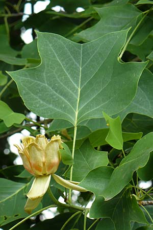 Liriodendron tulipifera \ Tulpenbaum, D Passau 12.6.2014