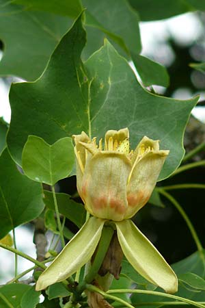 Liriodendron tulipifera \ Tulpenbaum, D Passau 12.6.2014