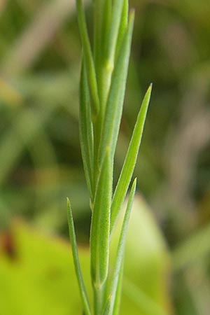 Linum perenne \ Ausdauernder Lein / Perennial Flax, D Eching 30.7.2011