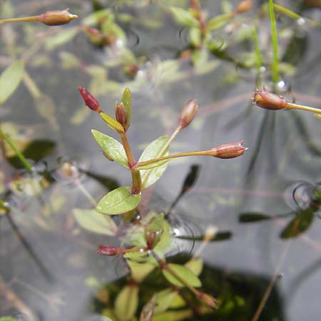 Lindernia procumbens \ Liegendes Bchsenkraut / Prostrate False Pimpernel, D Kehl 7.9.2011