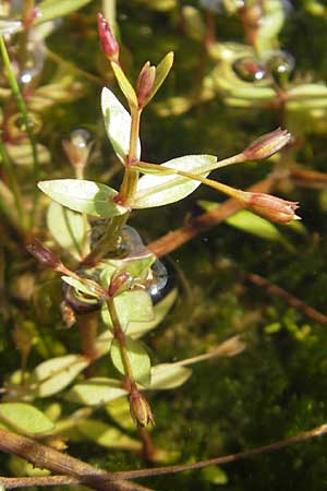 Lindernia procumbens \ Liegendes Bchsenkraut, D Kehl 7.9.2011