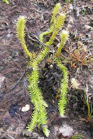 Lycopodiella inundata \ Sumpf-Brlapp / Marsh Clubmoss, D Wetter 7.9.2013