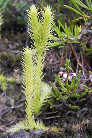 Lycopodiella inundata \ Sumpf-Brlapp / Marsh Clubmoss, D Wetter 7.9.2013