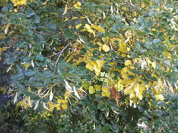 Tilia cordata / Small-Leaved Lime, D Mannheim 22.9.2013