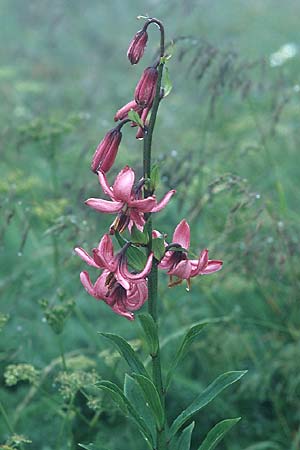 Lilium martagon \ Trkenbund-Lilie / Turkscap Lily, D Schwarzwald/Black-Forest, Feldberg 1.7.2005