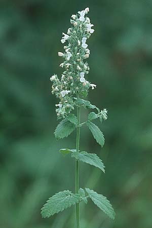 Nepeta cataria \ Echte Katzenminze, D Mannheim 24.7.2005